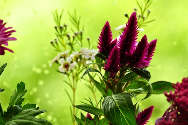 Zentralladia prednosti